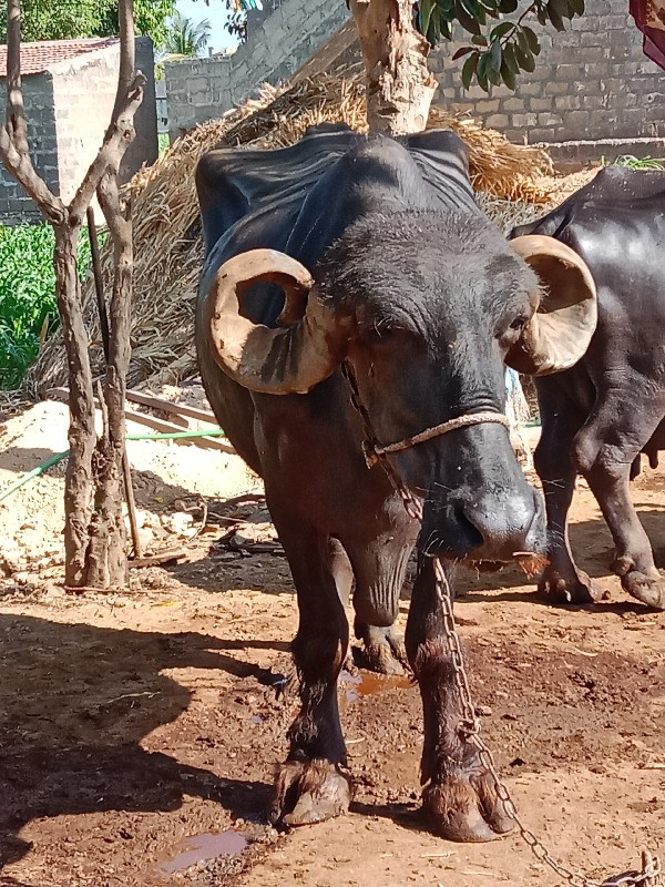 ભેંશ વેચવાની છે...