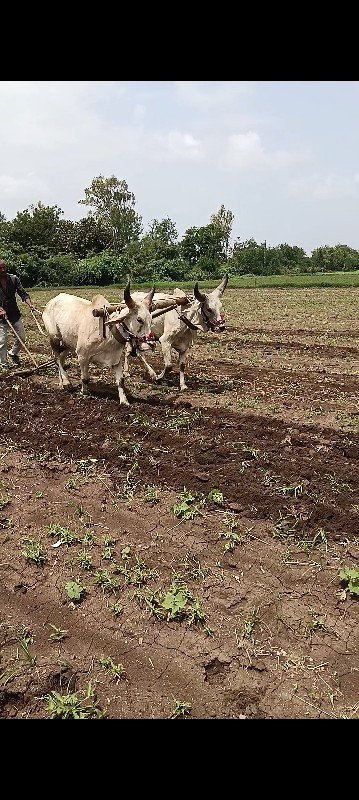 ઘોધલા વેચવાના છ...