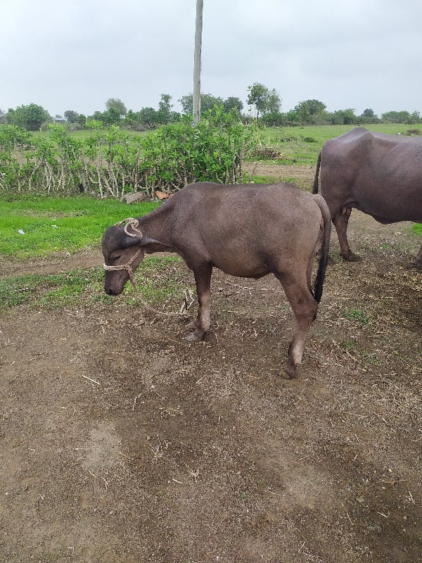 પાડી વેચવાનું છ...