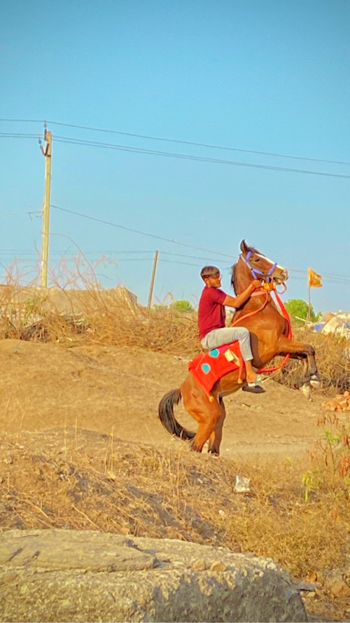 ધોડી વેચવાની છે