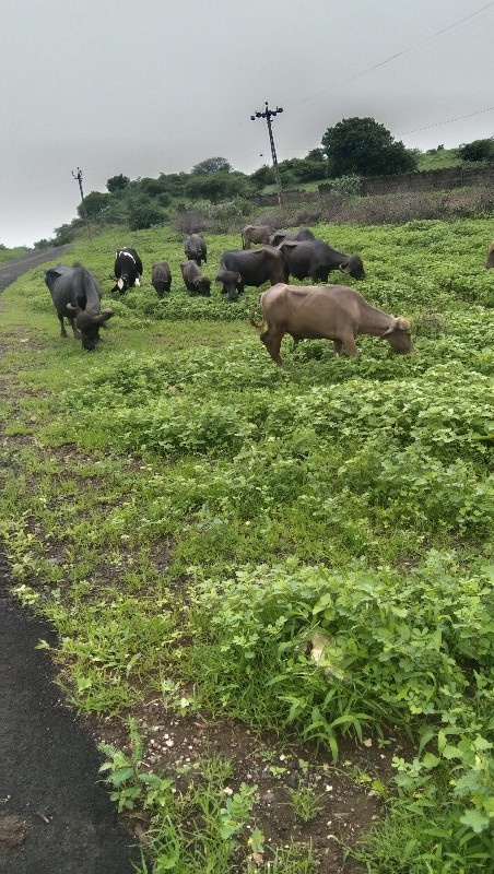 બધી ભેસો વેચવાન...