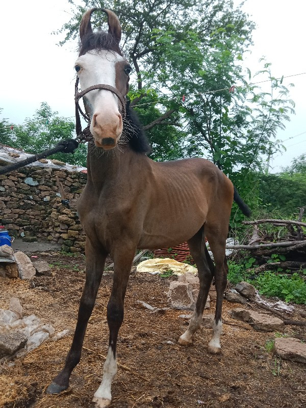 વશેરી વેસવાની છ...