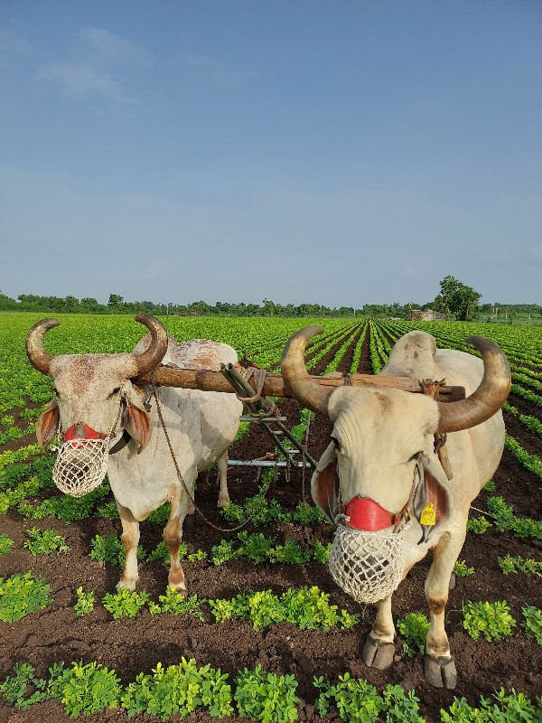 બળદ વેચવાના ચોથ...