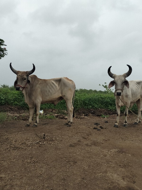 lalbha જાડેજા