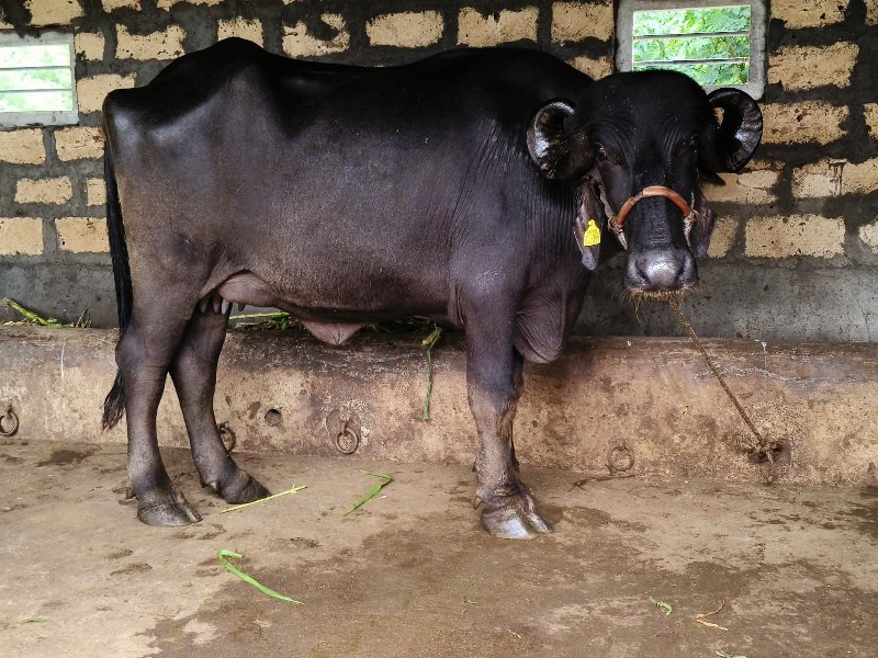 જાફરાબાદી ખળેલી...