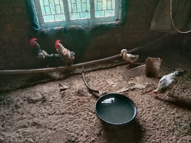 દેશી 4 મુરગા 🐓🐓...