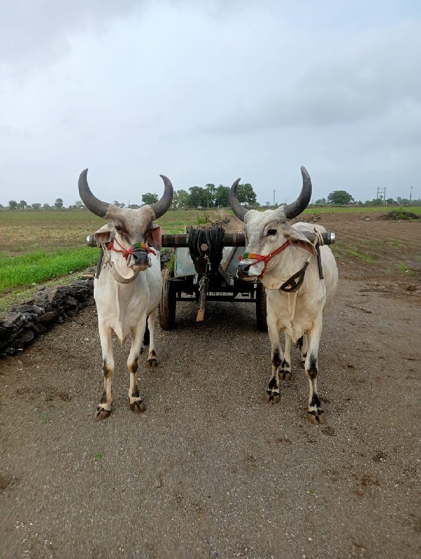 બળદ  વેચવાના છે