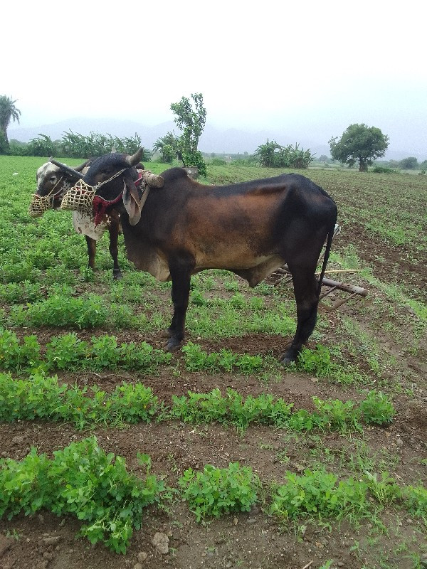 બળદ વેચવાના છે