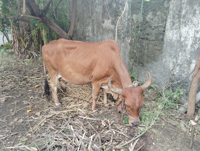 આ ગાય વેચવા ની...