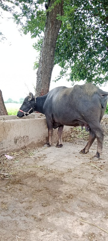 10 મયનુ ચાલુ