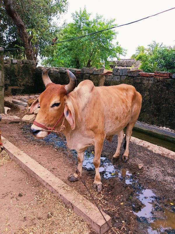 વેચવાનોછે૩ધરનોછ...