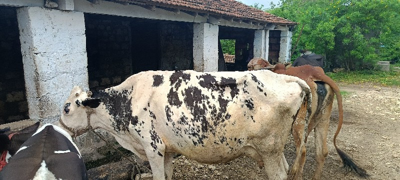 ગાય