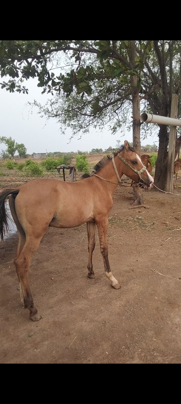 વછેરા નું સાટું...