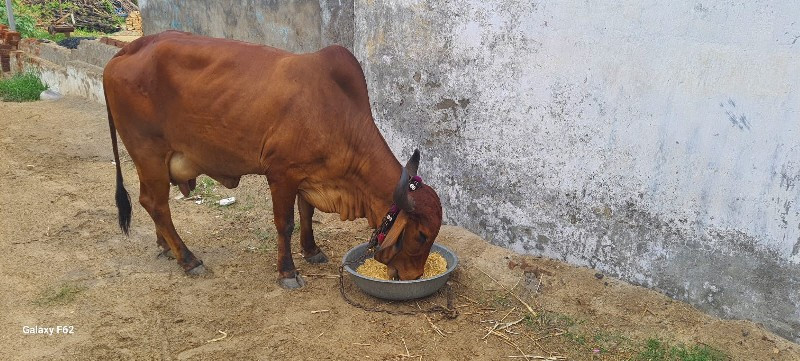 ગીર ગાય