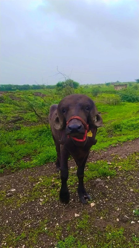 પાડો વેચવાનો છે