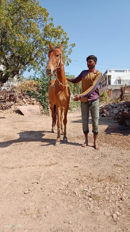 આ સંધણ ઘોડી વેચ...