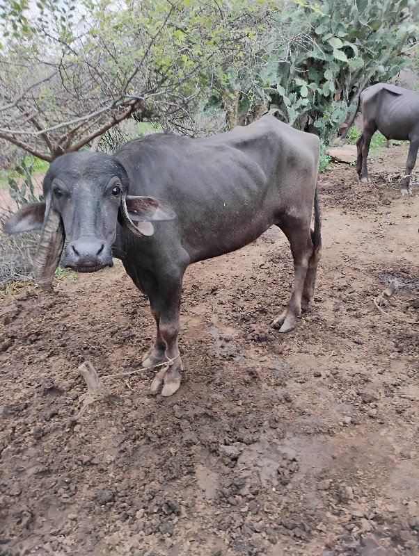 ખડલી વેચવાની છે