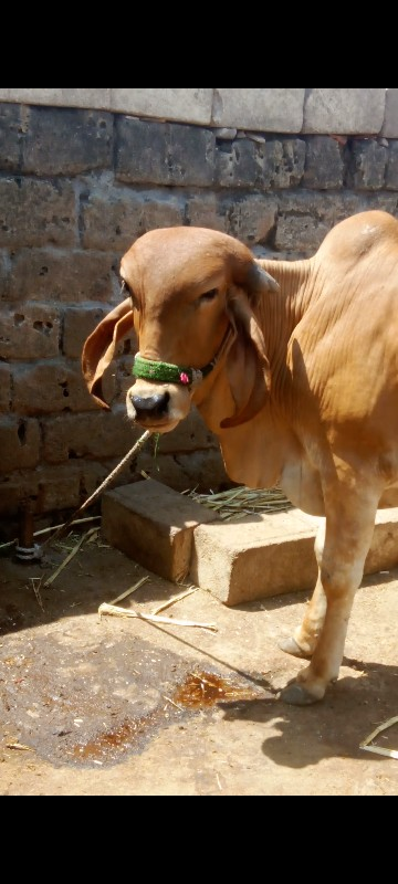 હોડકી વેસવાની છ...