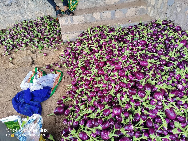 ગુલાબી રીંગણા