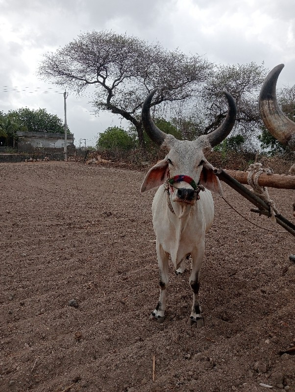 ગોધલા વેચવાના છ...