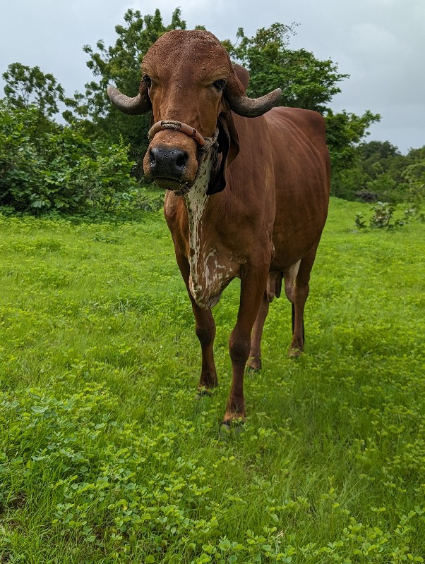 ગાય વેચવાની છે