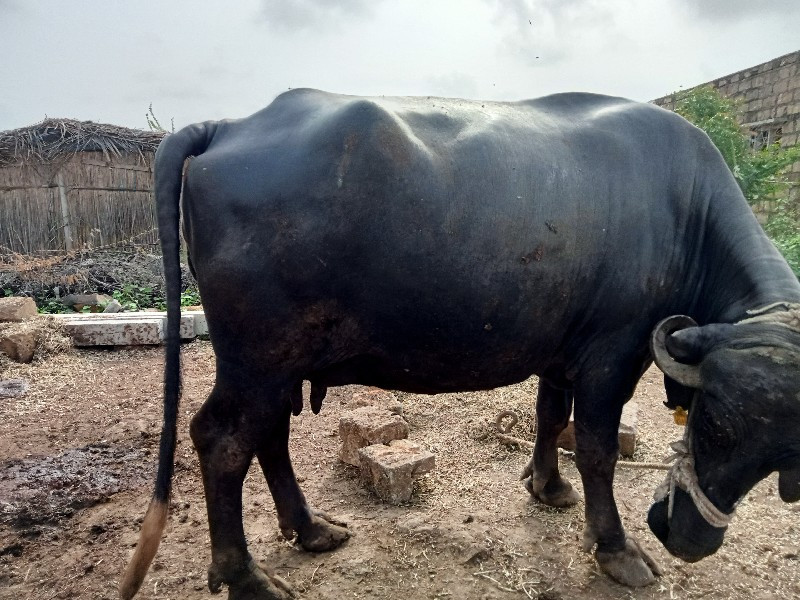 ભેંસ.વેચવાની.છે