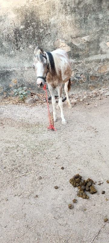 વછેરો ઘોડો વેચવ...