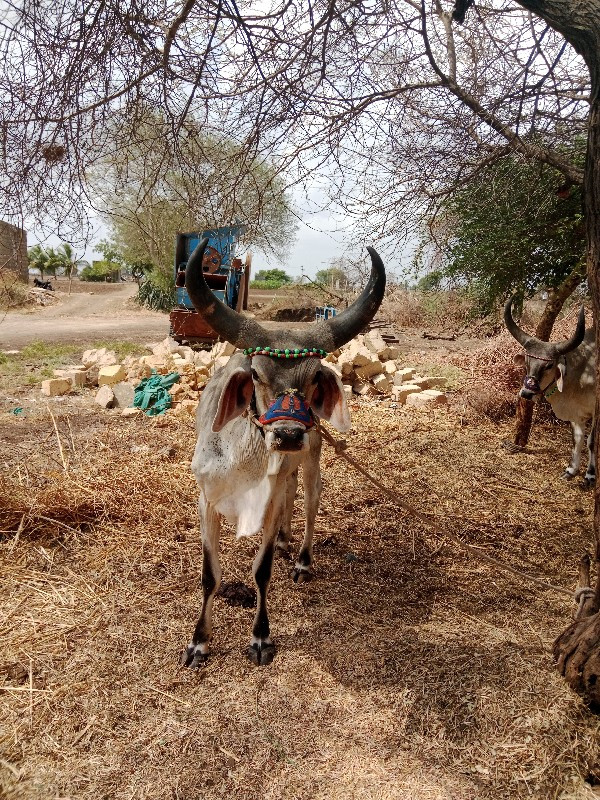 ગોટલો વેચવાનો છ...