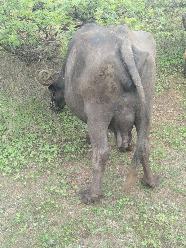 તીજુવેતર