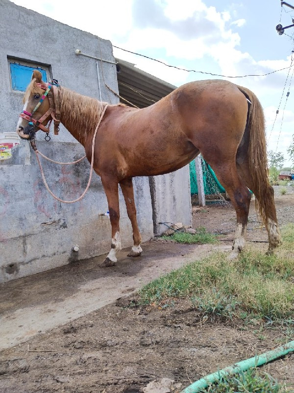 કાઠિયાવાડી ઘોડી