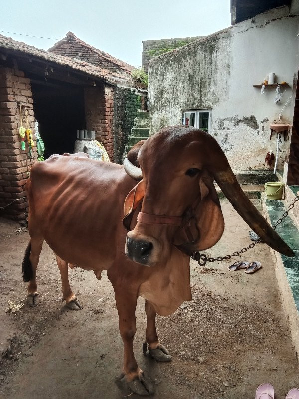 ગાય વેચવાની છે...