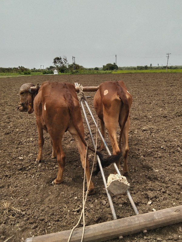 ગોઢલા વેચવાના છ...