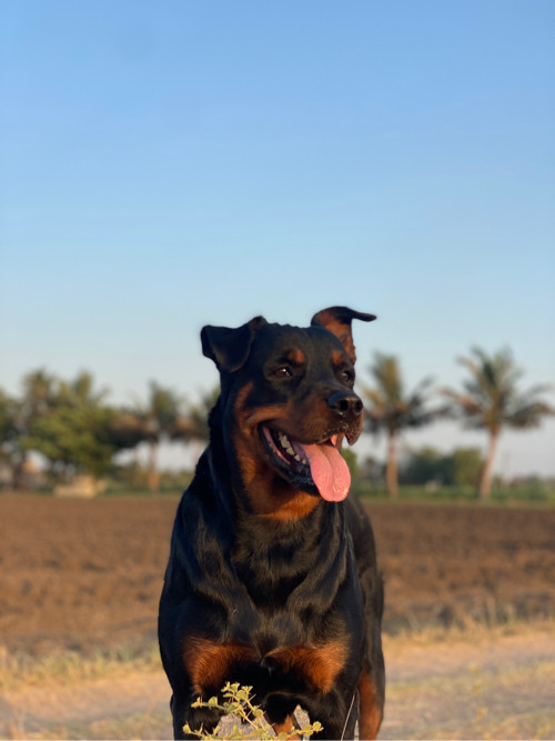 Rottweiler