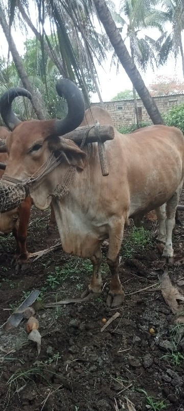 બળદ વેસવાના સે