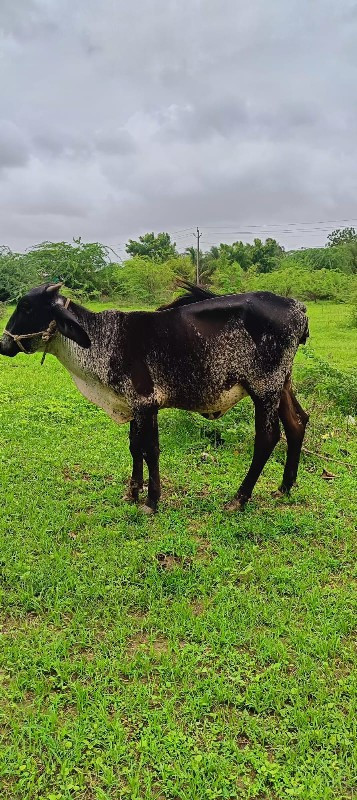 hf વાસદી ના સાટ...