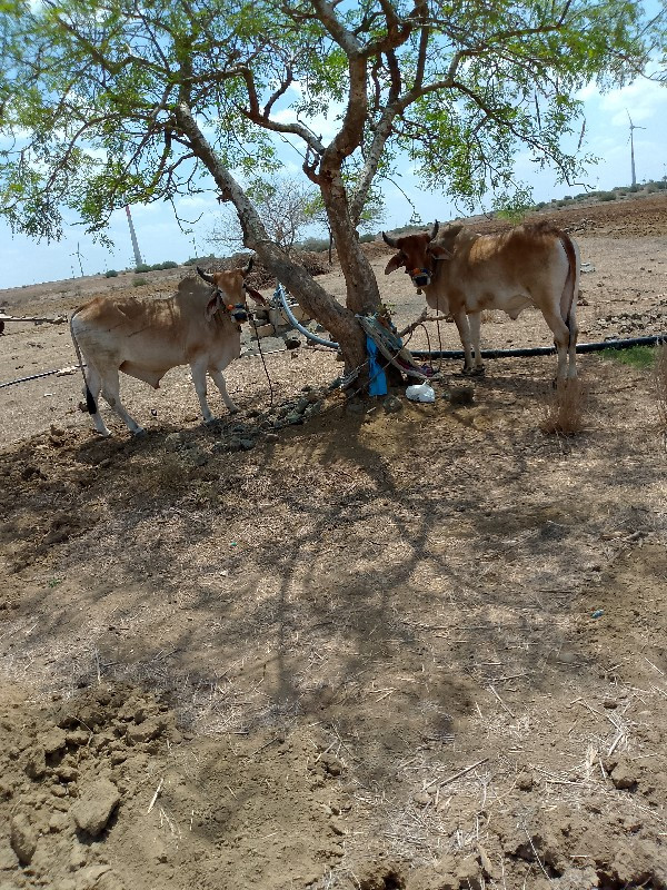 ચાલુછે