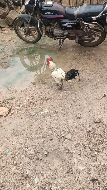 દેશી.મુરધો.વેચવ...