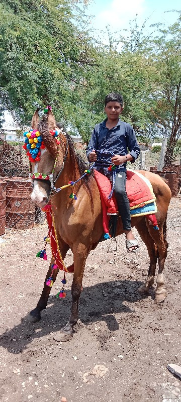 ઘોડી વેચવાની છે...