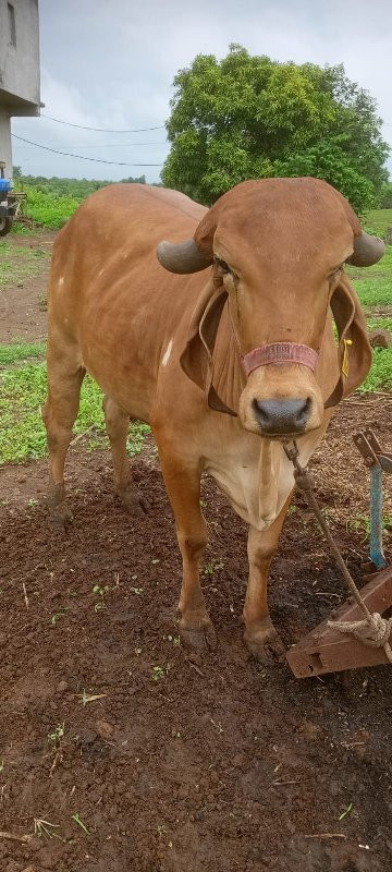 ગીર ગાય વેસવાની...