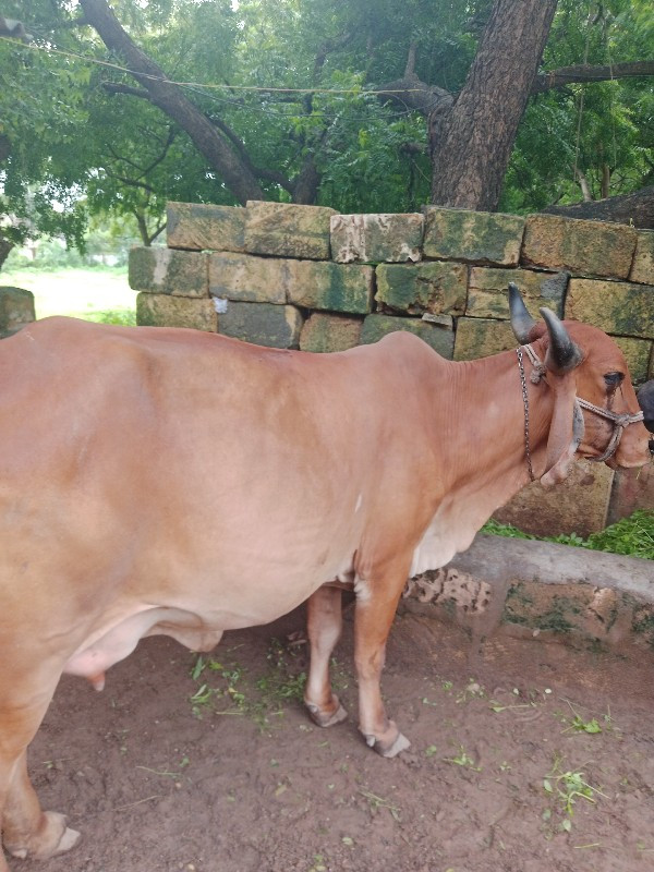 ગાય વેચવા ની છે