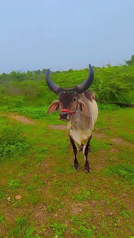 ગામ ગોદાવરી લાલ...