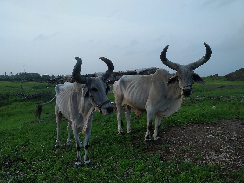 બળદ વેચવાના છે