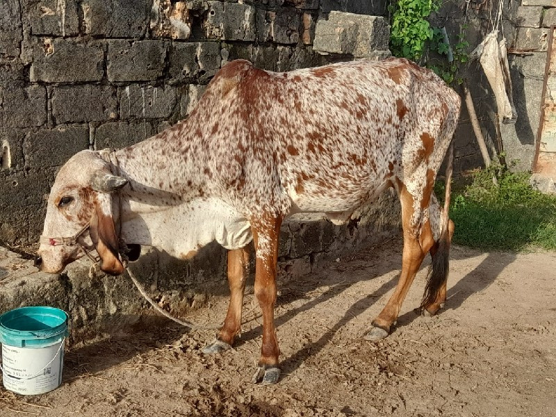 ગાય વેચવા ની છે