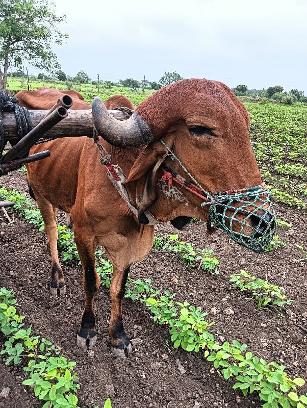 દેશી બળદ છે