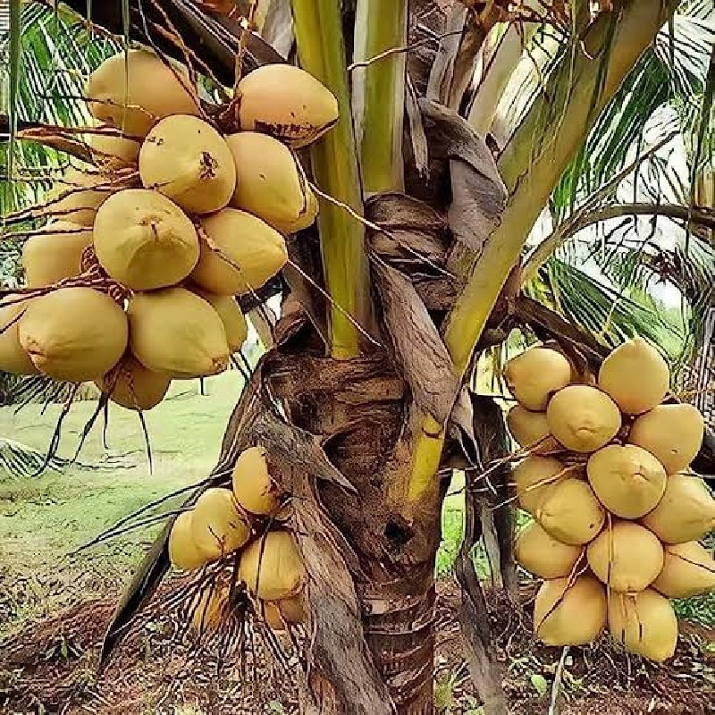 coconut pant ☘️