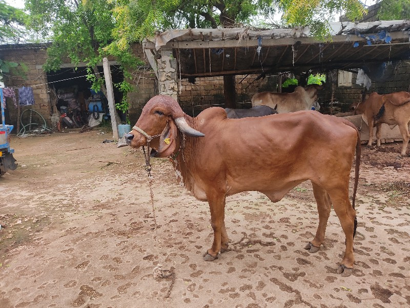 ઓરીજીનલ ગીર હોડ...