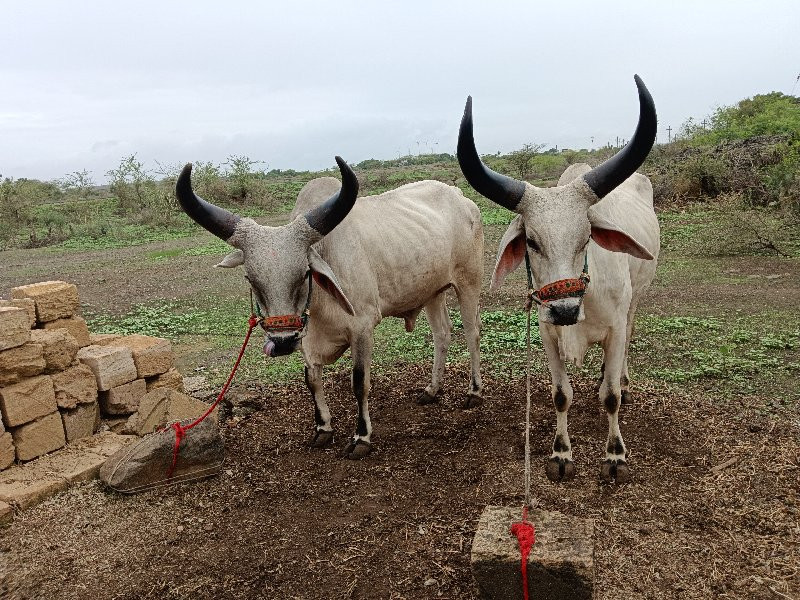 વઢીયારા  વેચવાન...