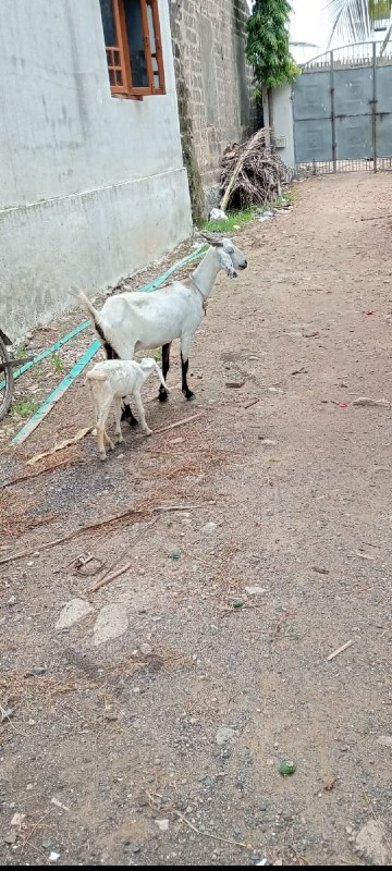 સીફા રોર