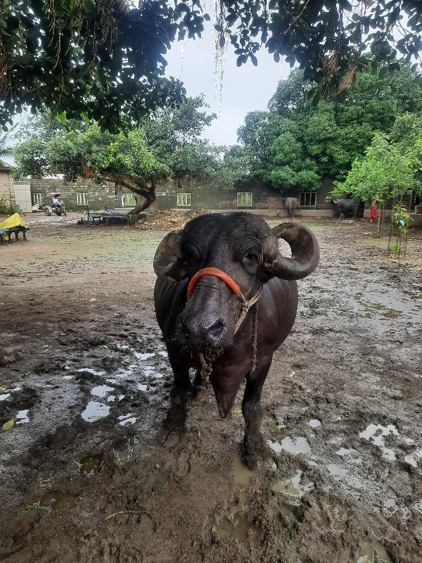 ભેંસ વેસવાનિ છે