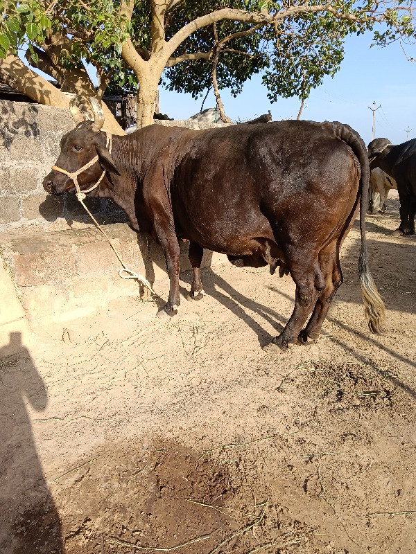 ગીર ક્રોસ ગાય વ...